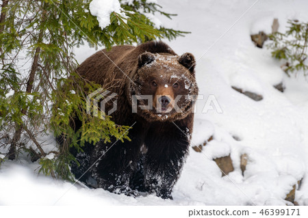 Big brown bear in winter forest Big brown bear in winter forest 46399171