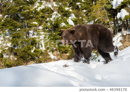Big brown bear in winter forest Big brown bear in winter forest 46399178
