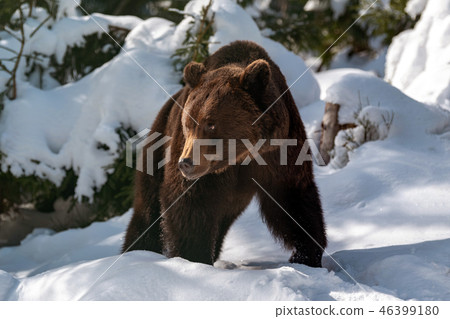 Big brown bear in winter forest Big brown bear in winter forest 46399180