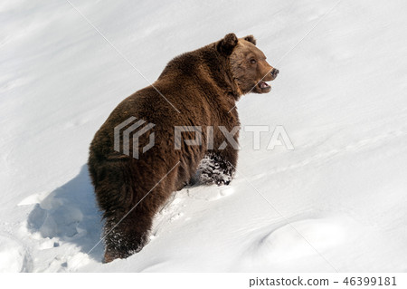 Big brown bear in winter forest Big brown bear in winter forest 46399181