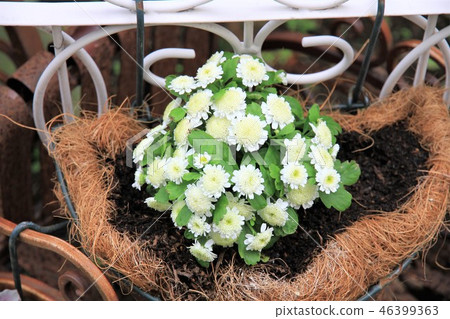 Matricaria french chrysanthemum 46399363