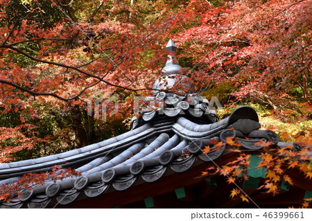 Kintai Bridge Autumn leaves Kintai Bridge Autumn leaves 46399661
