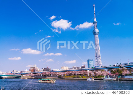 Near Sumida Park, the season of cherry blossoms 46400203