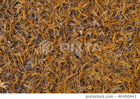 松樹的落葉在十二月密集地覆蓋...... 1 松樹的落葉在十二月密集地覆蓋...... 1 46400441