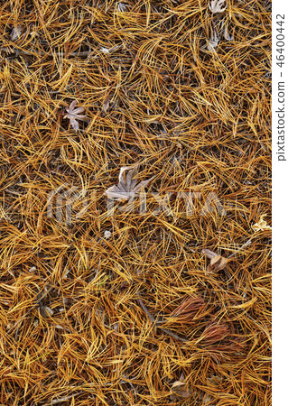 松樹的落葉在十二月密集覆蓋... 2 46400442