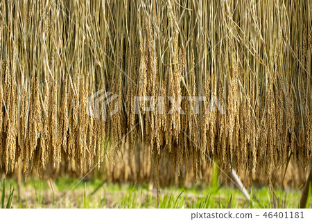 Rice harvesting 46401181