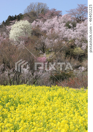Hanamiyama Hanamiyama 46401225