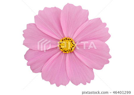 Beautiful pink cosmos flower isolated on white. 46401299