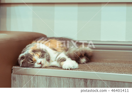  [Healing material] sleeping cat 46401411