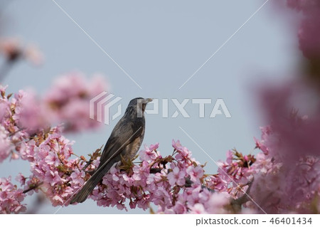 Cherry blossoms and bulbul 46401434