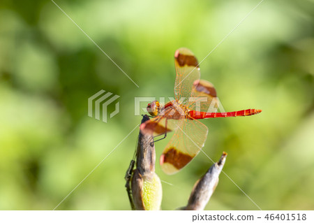 Red dragonfly 46401518