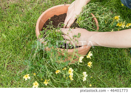 Gardening - putting yellow flowers into the pot 46401773