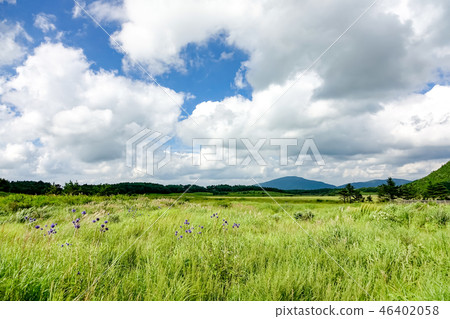 Tade raw wetland Higo Thai Tade raw wetland Higo Thai 46402058