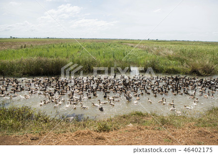 CAMBODIA KAMPONG THOM AGRICULTURE DUCK FARM 46402175