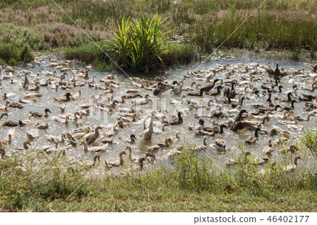 CAMBODIA KAMPONG THOM AGRICULTURE DUCK FARM 46402177