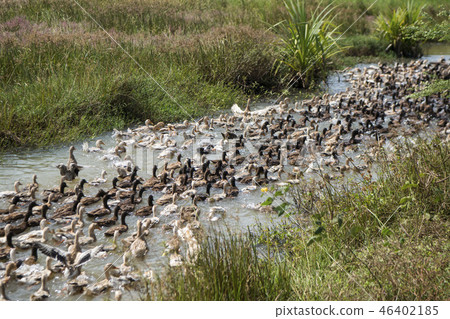 CAMBODIA KAMPONG THOM AGRICULTURE DUCK FARM 46402185