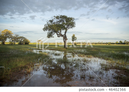 CAMBODIA KAMPONG THOM LANDSCAPE FIELD CAMBODIA KAMPONG THOM LANDSCAPE FIELD 46402366
