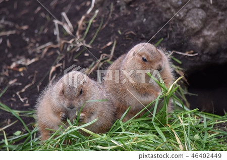 Prairie dog 46402449