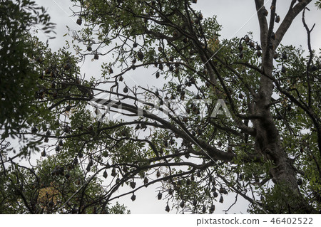 CAMBODIA KAMPONG THOM BAT TREE 46402522