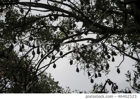 CAMBODIA KAMPONG THOM BAT TREE 46402523