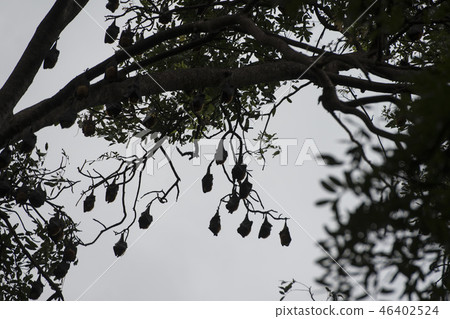 CAMBODIA KAMPONG THOM BAT TREE 46402524
