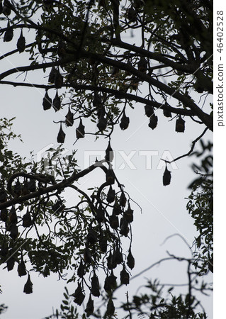 CAMBODIA KAMPONG THOM BAT TREE 46402528