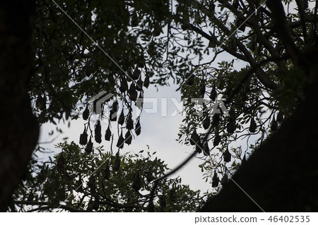 CAMBODIA KAMPONG THOM BAT TREE CAMBODIA KAMPONG THOM BAT TREE 46402535