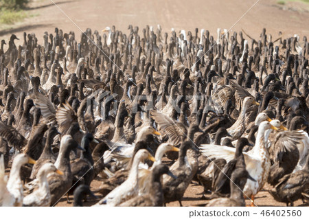 CAMBODIA KAMPONG THOM AGRICULTURE DUCK FARM 46402560