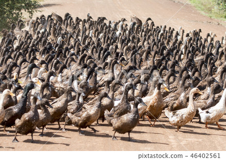 CAMBODIA KAMPONG THOM AGRICULTURE DUCK FARM 46402561