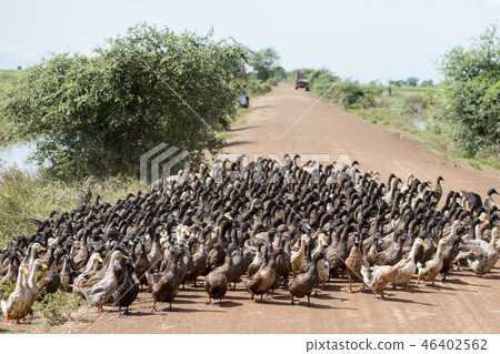 CAMBODIA KAMPONG THOM AGRICULTURE DUCK FARM 46402562