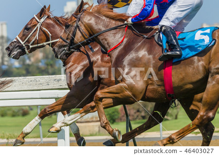 Horses Racing Closeup Animal Action Horses Racing Closeup Animal Action 46403027