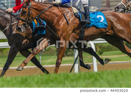 Horses Racing Closeup Animal Action Horses Racing Closeup Animal Action 46403028