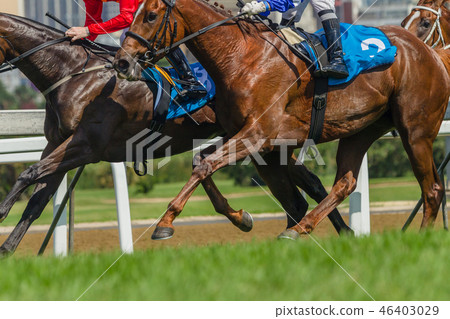 Horses Racing Closeup Animal Action Horses Racing Closeup Animal Action 46403029