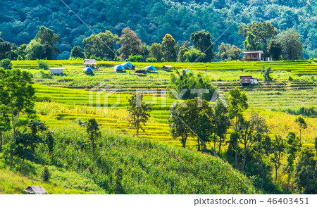 图库照片: rice paddies on high 31 查看全部