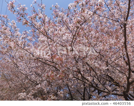 櫻桃樹 46403556