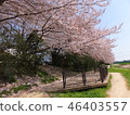 Sakurado 46403557