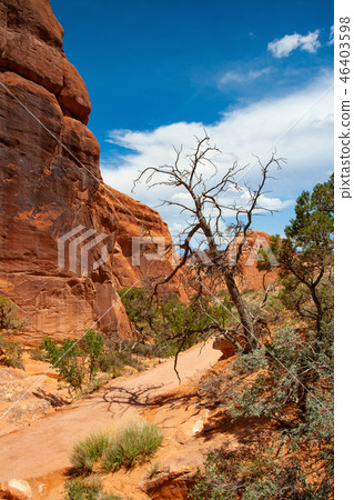 Arches National Park, Moab,Utah,USA. 46403598