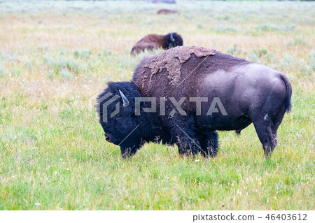 The herd bison in Yellowstone National Park 46403612
