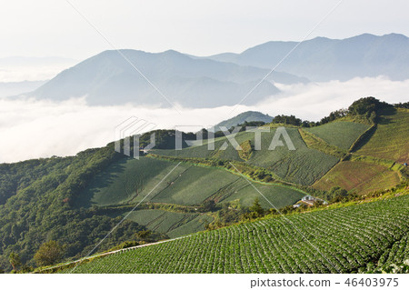 Chinese cabbage field in Anbang-do Chinese cabbage field in Anbang-do 46403975