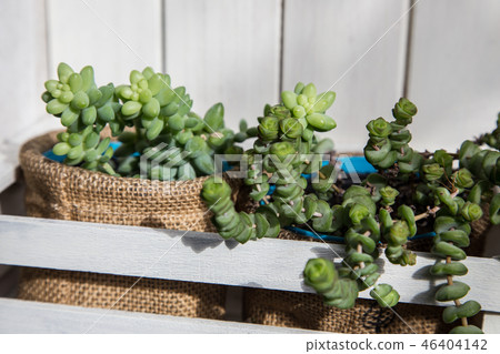 有多汁植物的白色板條牆壁 46404142