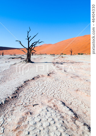 Dead camel thorn trees in Deadvlei dry pan with cracked soil in the middle of Namib Desert red dunes 46404330