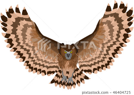 Shimous owl 46404725