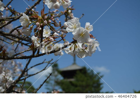 Kyoto Spring in full bloom Kyoto Spring in full bloom 46404726