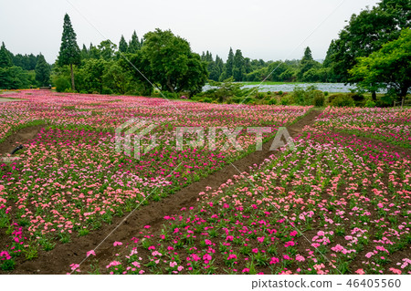 Flower field Nadesico Flower field Nadesico 46405560