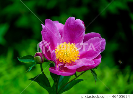Peony root 46405654