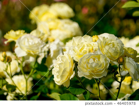 黃玫瑰 黃玫瑰 46405978