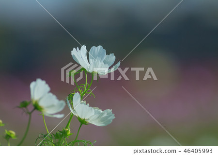 Cosmos, cosmos field, garden Cosmos, cosmos field, garden 46405993