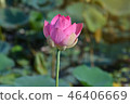 Pink lotus is in the lotus leaf. 46406669