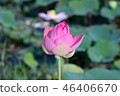 The pink lotus is in the leaf. 46406670