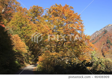 In Tanigawadake of autumn leaves (base plaza → Machiga Sawade meeting) 46406909